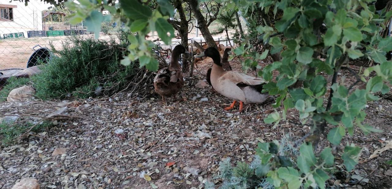 Casa Rural La Loma Nohales Dış mekan fotoğraf
