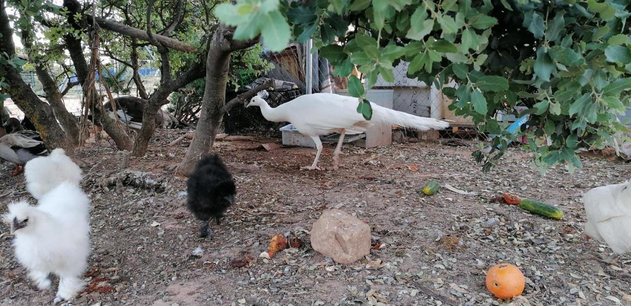 Casa Rural La Loma Nohales Dış mekan fotoğraf